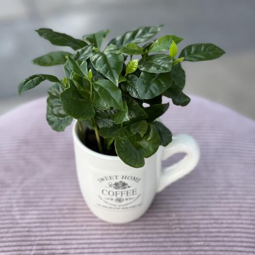 Комнатное растение кофе в керамической кружке