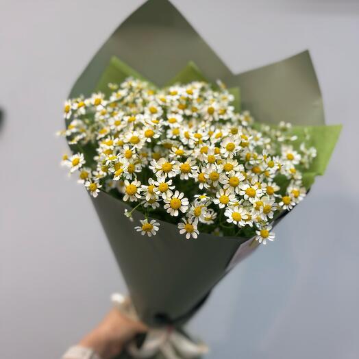 Нежная ромашка