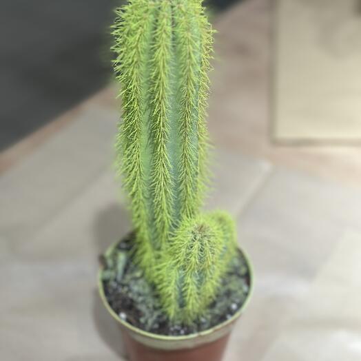 Кактус Шрек