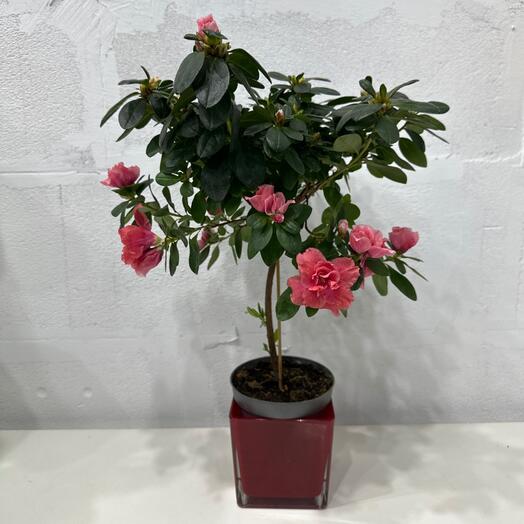 Комнатное растение азалия на стволе розово/персиковый цвет