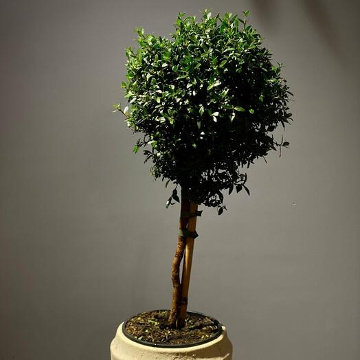 Мирт (Миртовое дерево) 17 см