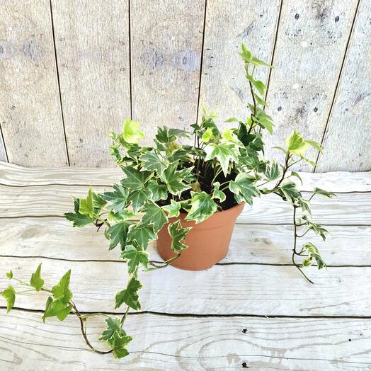 Плющ обыкновенный /Хедера