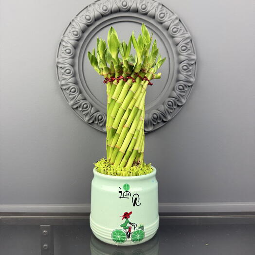 Бамбук лаки в мятной керамике D 12 Высота 30 см