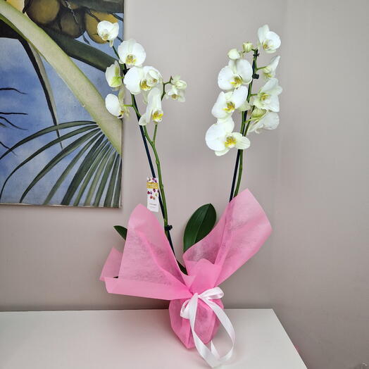 Orquídea blanca Phalaenopsis