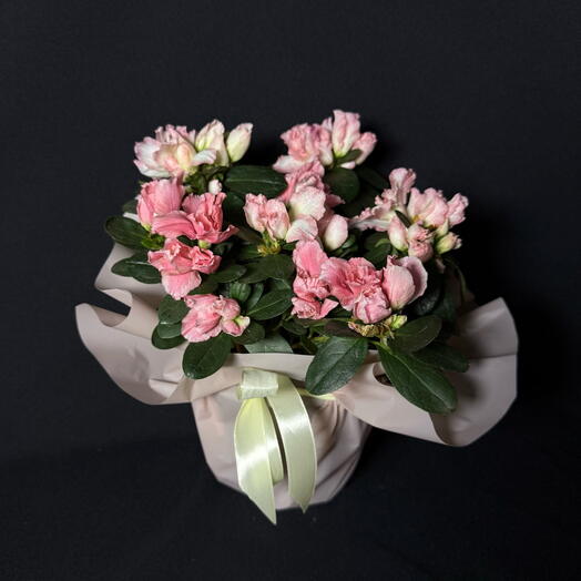 Азалия двухцветная нежная