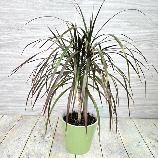 Комнатное растение Драцена биколор в кашпо