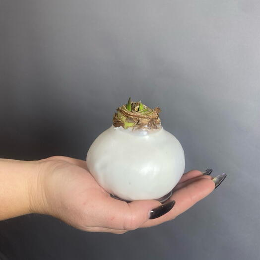 Луковица амариллиса в белом воске