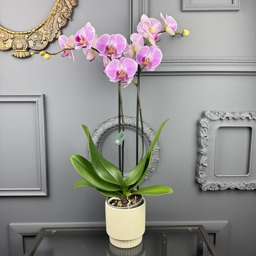 Орхидея фаленопсис в керамическом кашпо высота 60 см