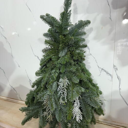 Живая елка из нобилиса композиция