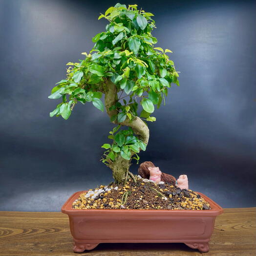 Бонсай Лигуструм, 35 см, 18 лет