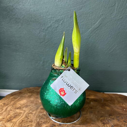 Луковица Амариллиса в воске