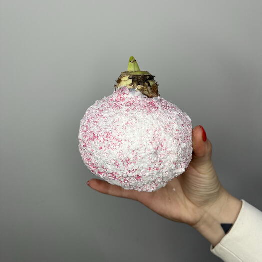 Луковица амариллиса розовая