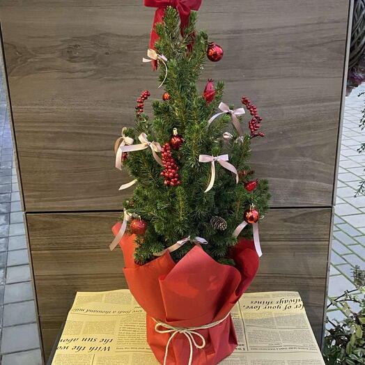 Christmas tree in a pot 3