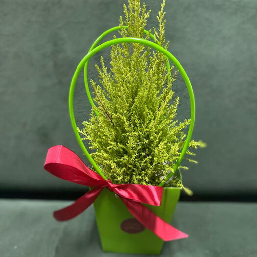 Комнатное растение в сумочке