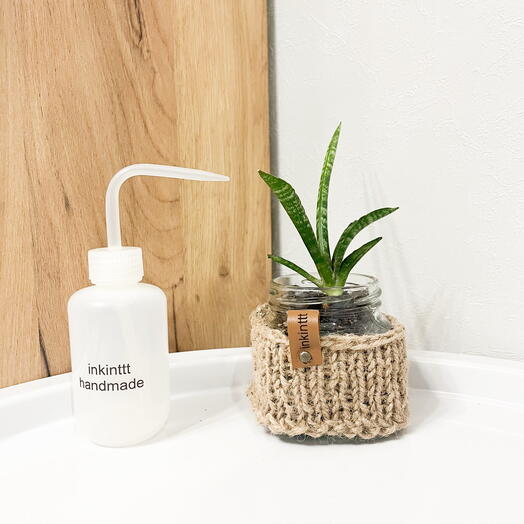 Мини-суккулент Сансевиерия цилиндрика