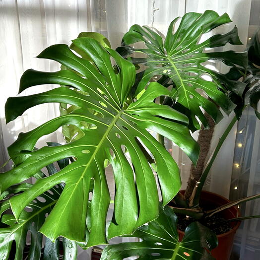 Монстера Крупной Формы Деликатесная XXL