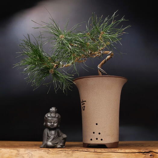 Бонсай Сосна, 40см, 13 лет