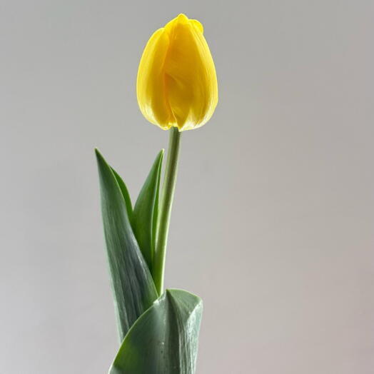 Yellow tulip