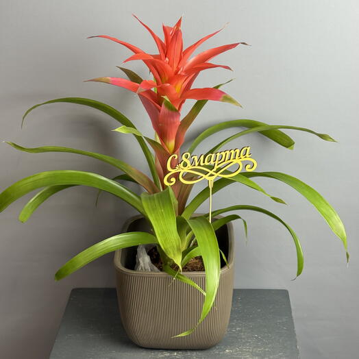 Шикарная гузмания в стильном горшке и топпер 8 марта 💝