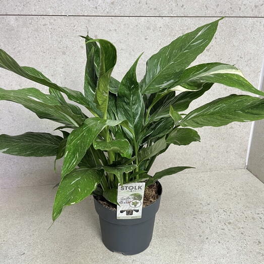 Спатіфіллум Diamond Variegata Spathiphyllum XL Колекційна квітка