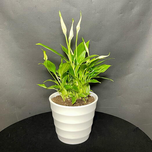 Женское счастье спатифилум в элегантном кашпо