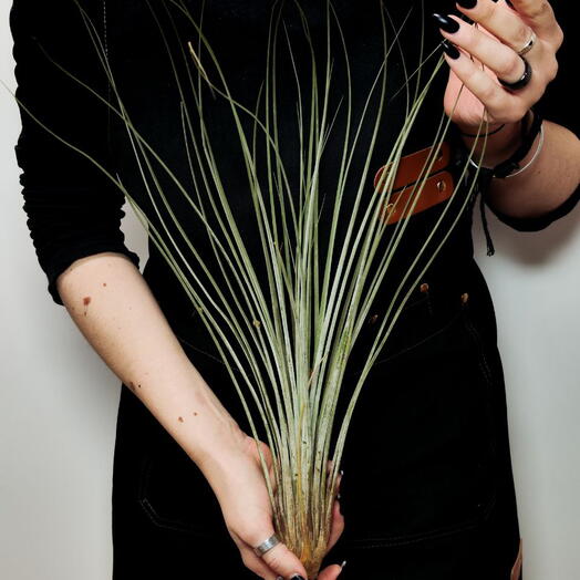 Тилландсия Ситниковая XL (Tillandsia Juncea)