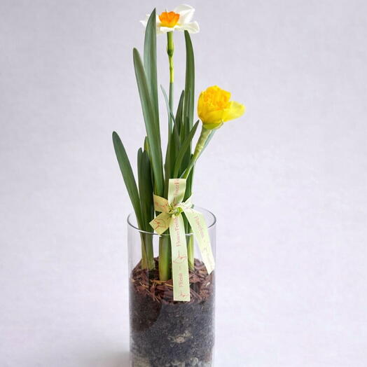 Мини сад с нарциссами