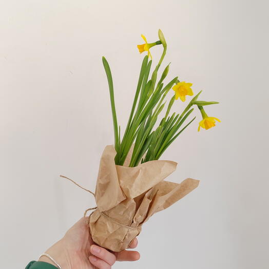 Нарциссы в горшочке