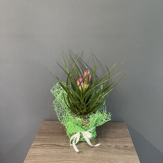 Тилландсия  розовая