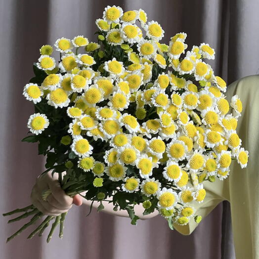 🌼Букет 13 ромашек хризантем Сантини (сан ап). Цветы в подарок женщине, любимой девушке, жене, маме, дочке