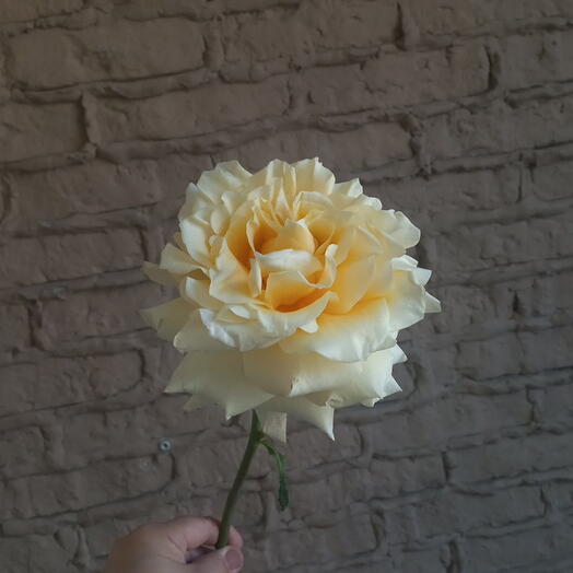 Роза