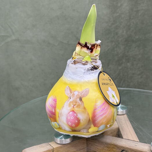 Луковица Амариллис/ Рэбит пасха