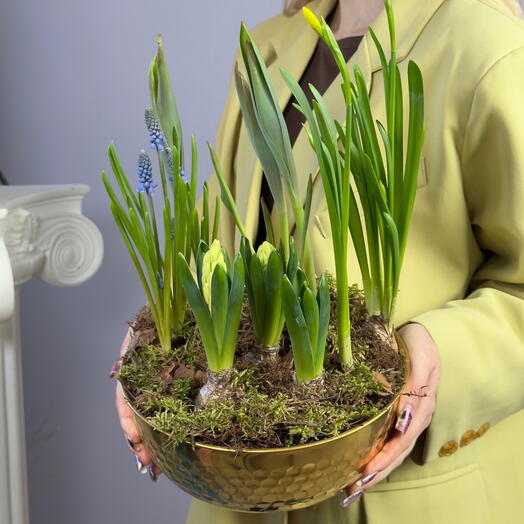 Луковичная композиция «Соты»