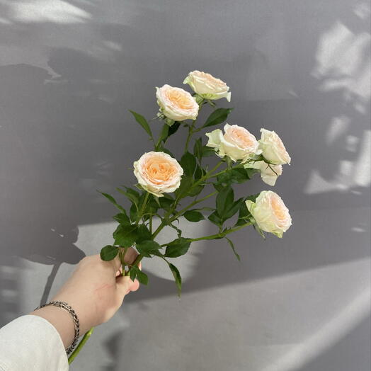 Роза спрей «Дестини» (Spray Rose Destiny)