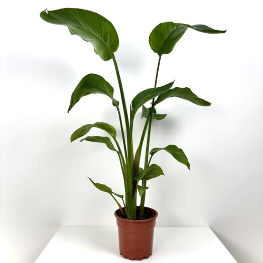 Райская птица Стрелиция Николая в горшке D17 высота 70 см