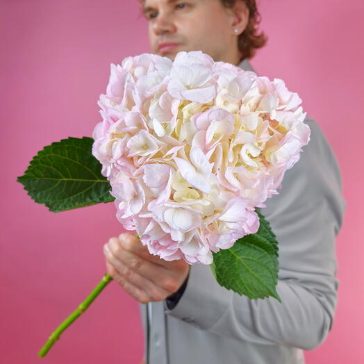 Цветы поштучно. Гортензия розовая, гидрангея 1 штука