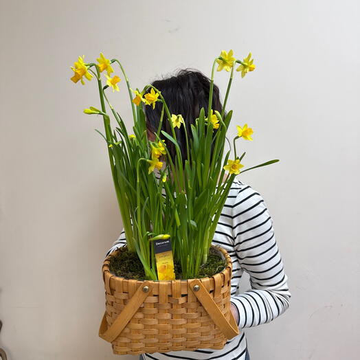 Лукошко с луковичными нарциссами
