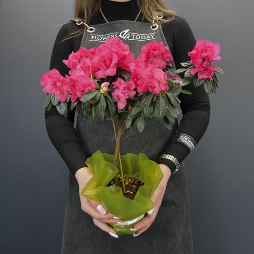 Комнатное растение Азалия