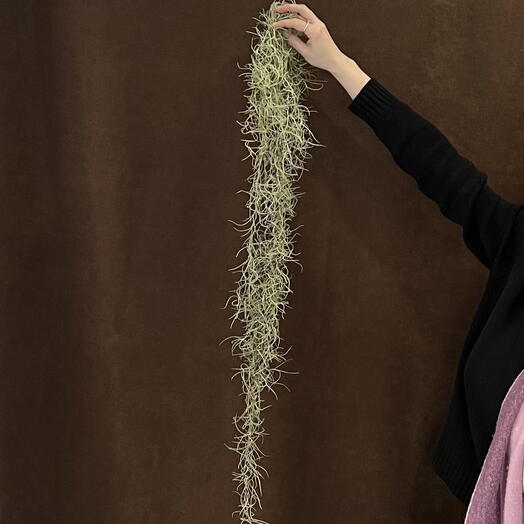 Комнатное растение тилландсия уснеевидная борода ангела