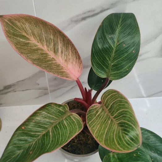 Филодендрон Пинк Бикини / Пинк Биркин (Philodendron pink bikini, pink Birkin)