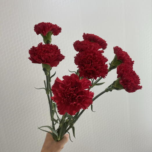 Гвоздика красная (8 шт)