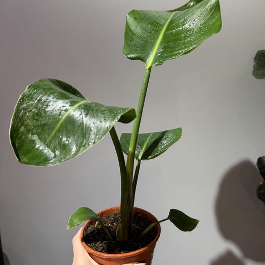 Стрелиция Николая 14 см🌿