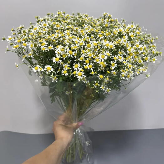 Букет из 21 ромашки ( танацетум)