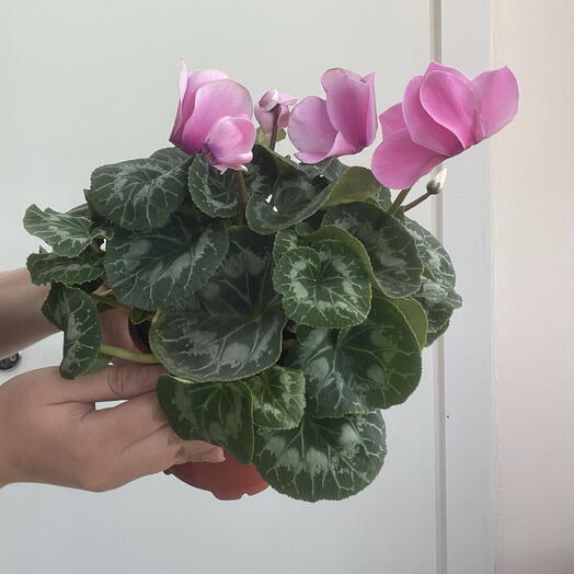 Цикламен