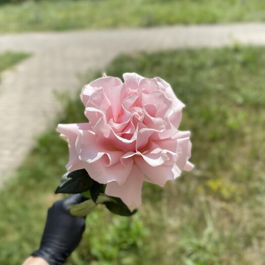 Французская Роза розовая