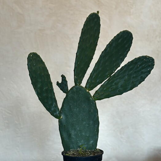 Опунция (Opuntia vulgaris)