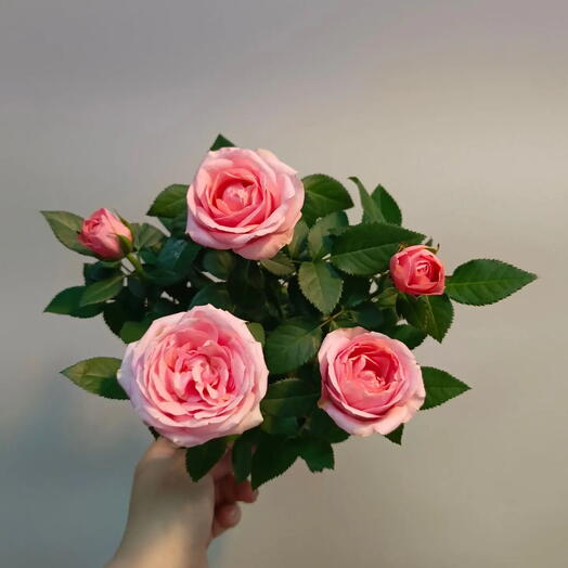 Розовая роза в горшке