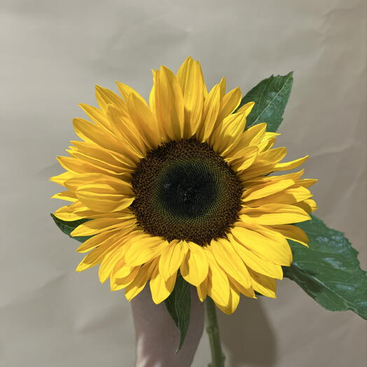 Подсолнух 🌻