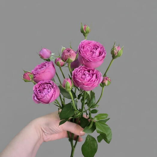Роза кустовая