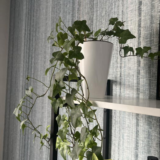 Hedera (лат. Hedera) в подарочном оформлении 🌱 Больше известная как плющ